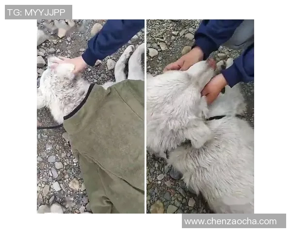 知名足球明星遭遇意外被狗咬伤医生紧急救治引发广泛关注